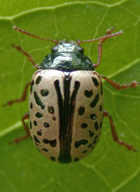 Dogwood Leaf Beetle